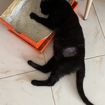 Çınarcık Belediyesi Veterineri Kediyi Canından Etti!