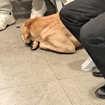 Şişli Hamidiye Etfal Eğitim ve Araştırma Hastanesi Hastane Hijyen Sorunu Ve Çözüm Beklentisi