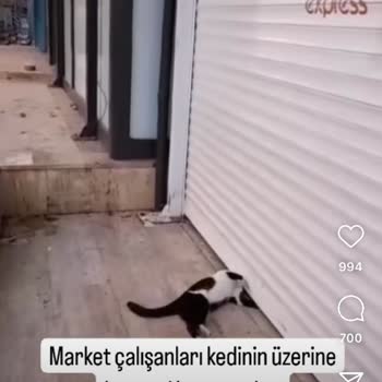 Hakmar Körfez Şubesi Kedi Vahşeti