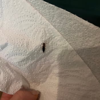 Ülker Dido Paketinden Canlı Böcek Çıktı!