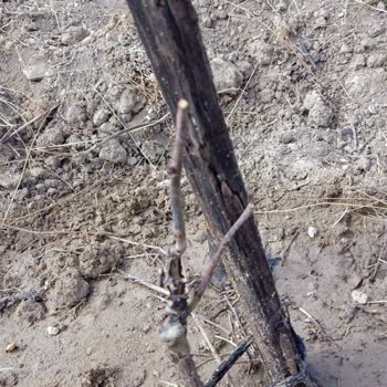 Fidan İstanbul'dan Alınan Fidanlar Kuru Çıktı