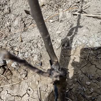 Fidan İstanbul'dan Alınan Fidanlar Kuru Çıktı