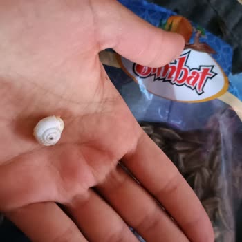 BİM Ay Çekirdeği Paketinden Salyangoz Çıktı.