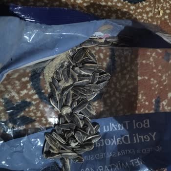 Simbat Kuruyemiş BİM' Den Aldığım Çekirdekten Salyangoz Kabuğu Çıktı