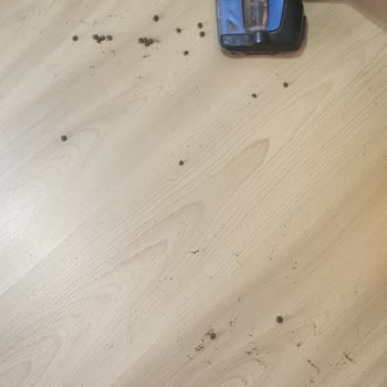Philips Ev Aletleri Süpürge Zemindeki Mama, Kırıntıları Dahi Çekmiyor
