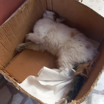 Bağcılar Belediyesi Masum Sokak Kedisi