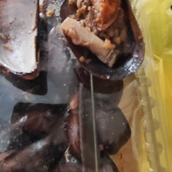İnci Midye Kokoreç Midyede Şok Edici Sigara İzmariti Buldum!