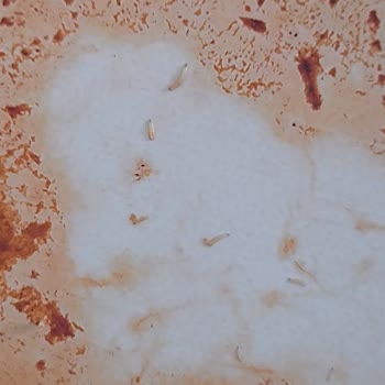 İpek Salça Marketten Alınan Salçada Kurtçuklar Bulundu