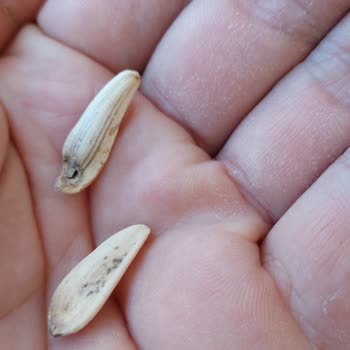 A101 Kapıda Bozuk Ürünü İade Almıyor