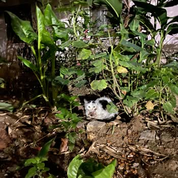 Alo 153 Hayvan Ambulansı Alo 153 Veteriner Ambulans Gelmiyor