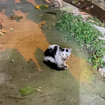 Alo 153 Hayvan Ambulansı Alo 153 Veteriner Ambulans Gelmiyor