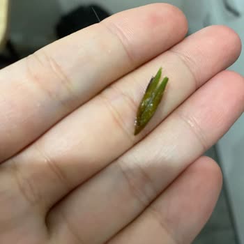 Superfresh Ürününden Salyangoz Çıktı