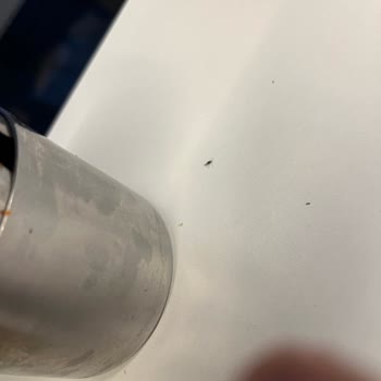 Köfteci Yusuf Yeşil Pire Benzeri Böcekler