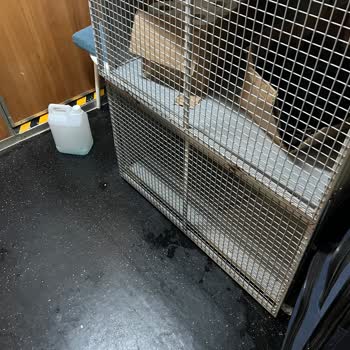 BURULAŞ Evcil Hayvanların Kafeste Gitmemesi Gerekir