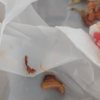 Hey Döner Alınan Dönerden Kıl Çıkması.