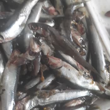 Migros Bayat Balık Gönderdi