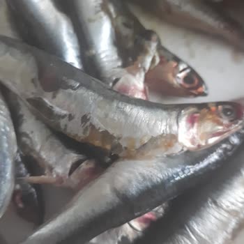 Migros Bayat Balık Gönderdi