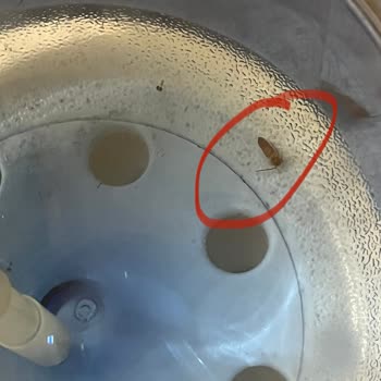 Pınar Su Damacanasında Böcek Parçaları