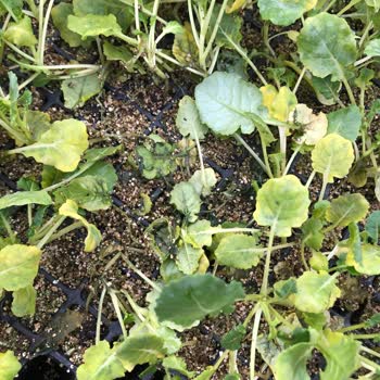 Konak Fide Kusurlu Brokoli Fidesi, Yarısı Yeni Fide Yarısı Günü Geçmiş Fide