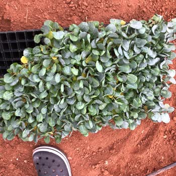 Konak Fide Kusurlu Brokoli Fidesi, Yarısı Yeni Fide Yarısı Günü Geçmiş Fide