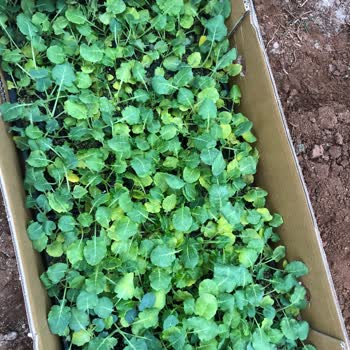 Konak Fide Kusurlu Brokoli Fidesi, Yarısı Yeni Fide Yarısı Günü Geçmiş Fide