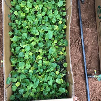 Konak Fide Kusurlu Brokoli Fidesi, Yarısı Yeni Fide Yarısı Günü Geçmiş Fide