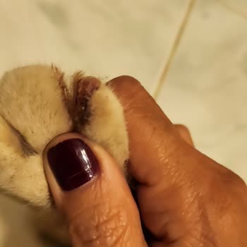 Maslak Vet Zoo Veteriner Kliniği Kedimin Ayak Parmakları Kan İçinde