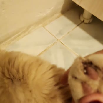 Maslak Vet Zoo Veteriner Kliniği Kedimin Ayak Parmakları Kan İçinde