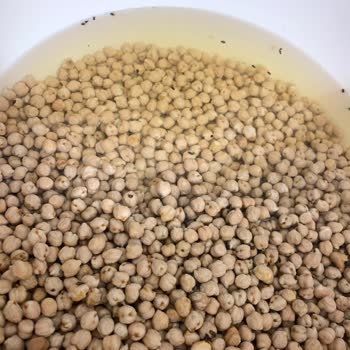 Duru Bulgur Yeni Aldığım Üründe Böcekler Cirit Atıyor!