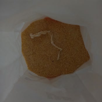 Piyale İrmiğin İçinden İp Çıkması