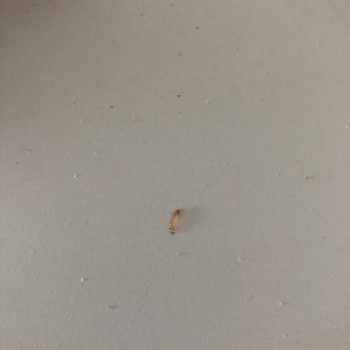 Migros'tan İndirimde Aldığım Wasa Dan Kurt Çıktı