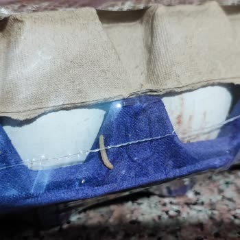 Şok Marketler Anadolu Çiftliği Yumurta Aldım. Açılmamış Kolide Kurt Vardı