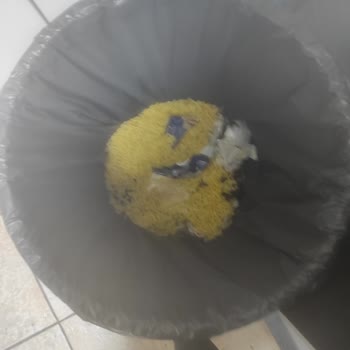 Mutlu Makarna Haşladığımda Böcekler Çıktı