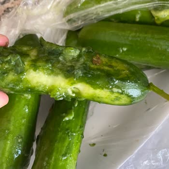 Migros'tan Gelen Çürük Salatalıklar Ve İlgi Eksikliği