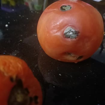 Profilo Bozuk Buzdolabı Elimizde Kaldı