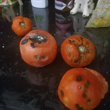 Profilo Bozuk Buzdolabı Elimizde Kaldı