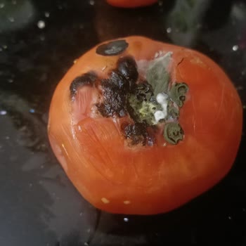 Profilo Bozuk Buzdolabı Elimizde Kaldı