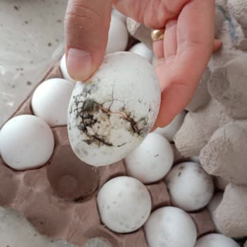 "BİM" Küflenmiş Yumurta Bili Bili Marka