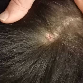 Mutamin.com North Atlantic Köpek Maması Alerji Yaptı