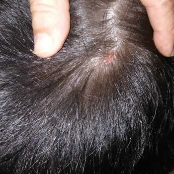 Mutamin.com North Atlantic Köpek Maması Alerji Yaptı