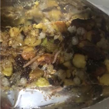 Tadım Gıda Antep Fıstık Bar İçinde Kurt