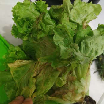 Carrefour SA Bozuk Ürün Teslim Edildi