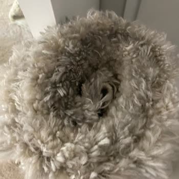 Damla Halı Yıkama (Ankara) Temiz Halıyı Kirletip Gönderen Firma