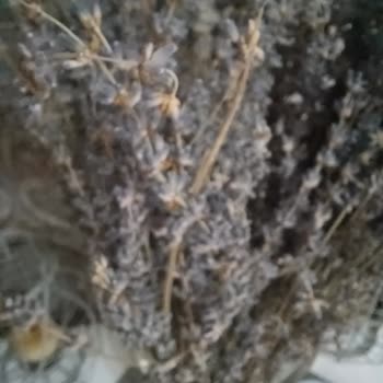 Samsung Telefon Kamera Kötü Makro Odaklamıyor