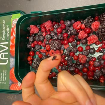 Lavi Juice Lavi Donmuş 4 Lü Orman Meyvesinin İçinden Donuk Halde Sinekler Çıktı