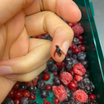 Lavi Juice Lavi Donmuş 4 Lü Orman Meyvesinin İçinden Donuk Halde Sinekler Çıktı