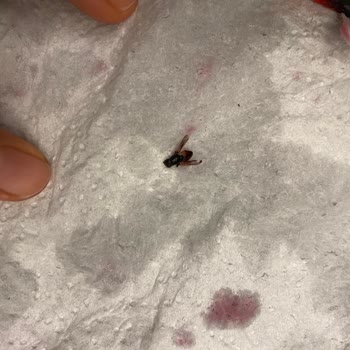 Lavi Juice Lavi Donmuş 4 Lü Orman Meyvesinin İçinden Donuk Halde Sinekler Çıktı