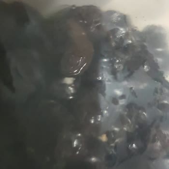 Tukaş Zeytinde Küf Oluşumu.