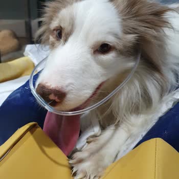 VetAmerikan Hayvan Hastanesi Vet Amerikan Köpeğimi Öldürdü Radyoterapi Yalanıyla