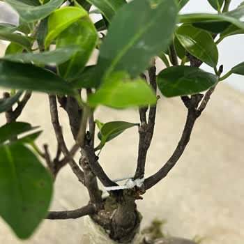 ÇiçekSepeti Tekrarlanan Kötü Çiçek Sorunu